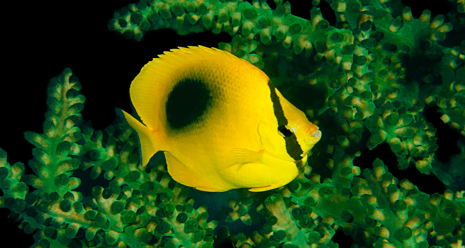 Chaetodon speculum - poisson papillon à tache ovale poisson papillon à miroir