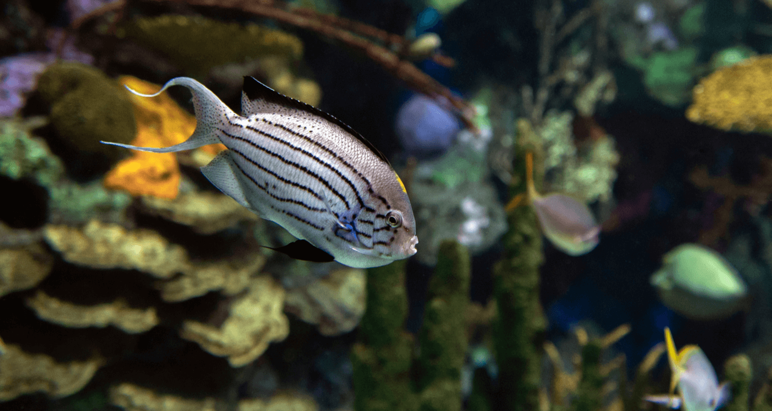 Geniacanthus lamark - Poisson-ange lyre de lamarck