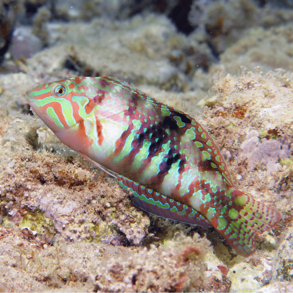 Halichoeres nebulosus - labre nebuleux