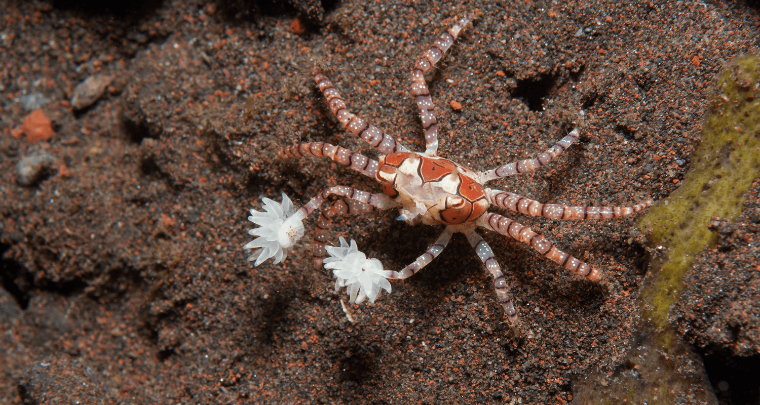 Lybia sp. crabe boxeur crabe pom-pom gril