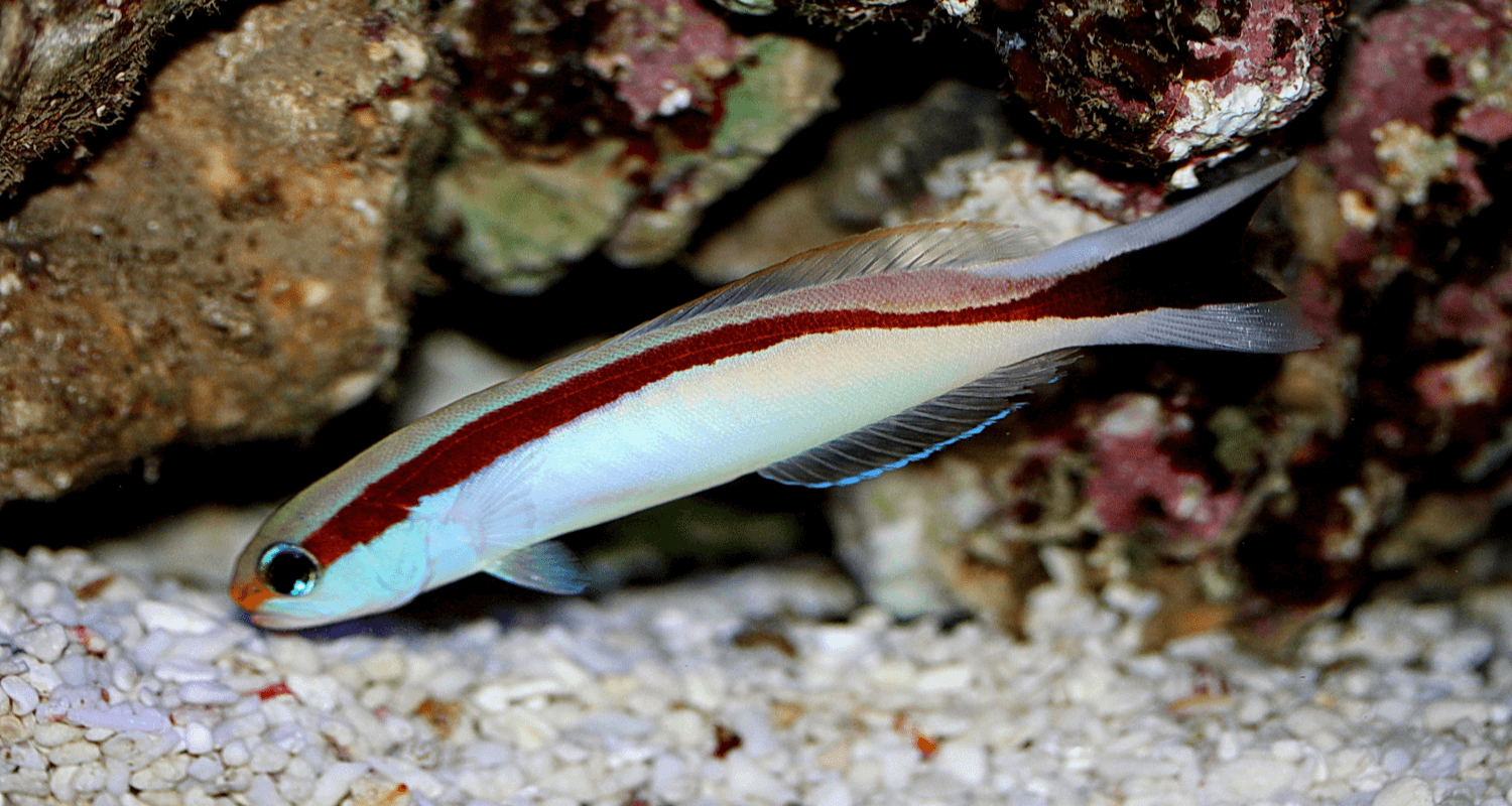 Hoplolatilus marcosi - poisson-tuile à dos rouge