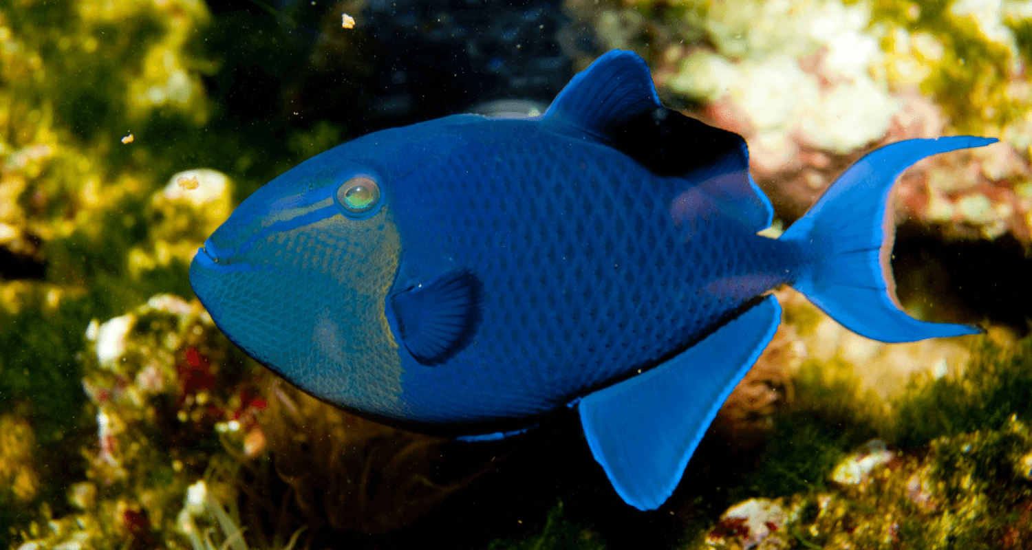 Odonus niger baliste bleu