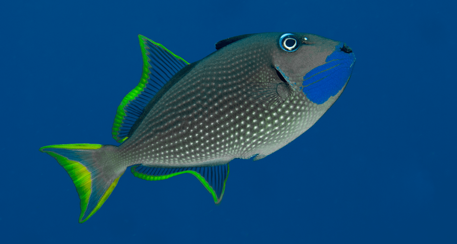 Xanthichthys auromarginatus Baliste à liseré d'or