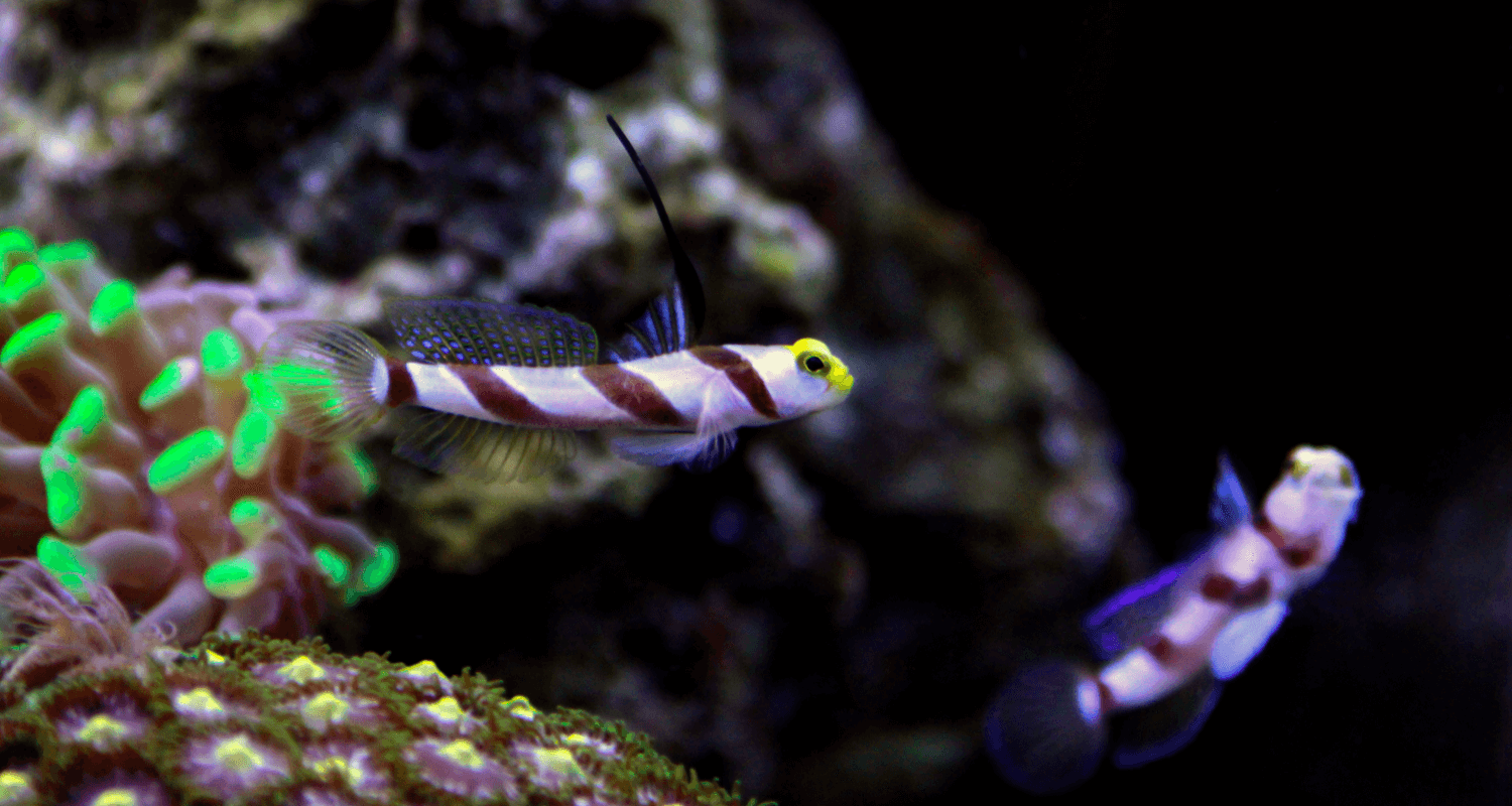 Stonogobiops nematodes - Gobie symbiotique à filament