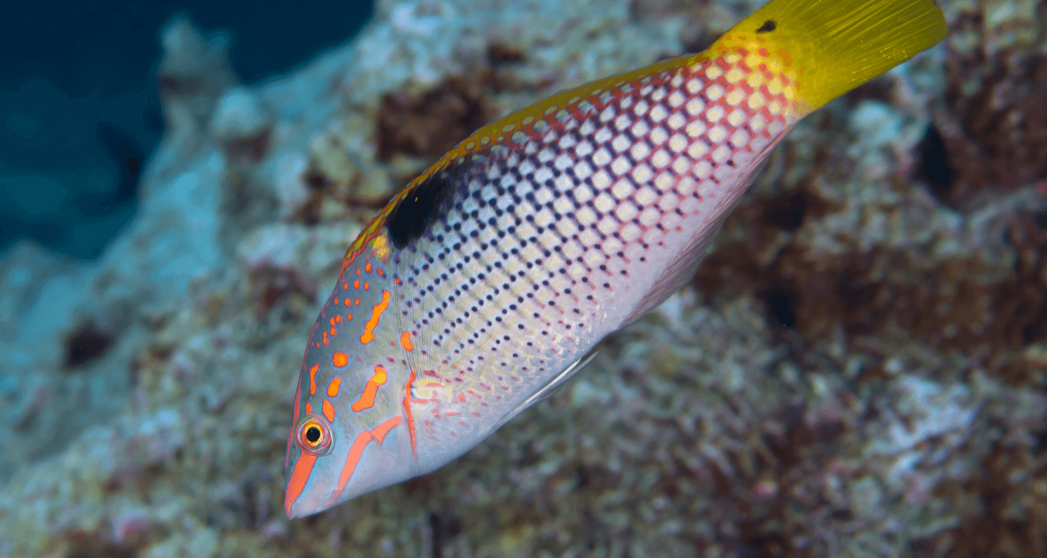 Halichoeres hortulanus - labre échiquier