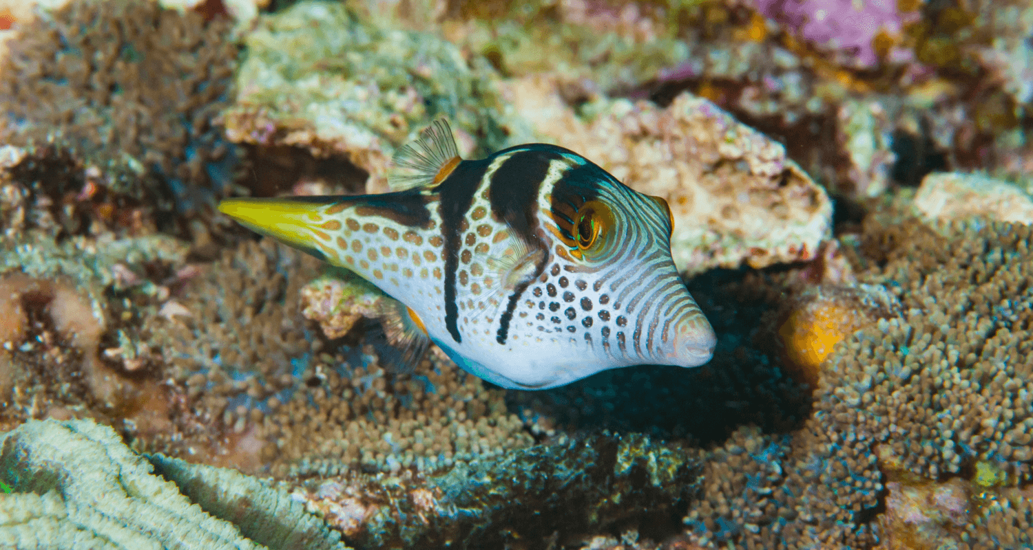 Canthigaster valentini - Poisson ballon à selle