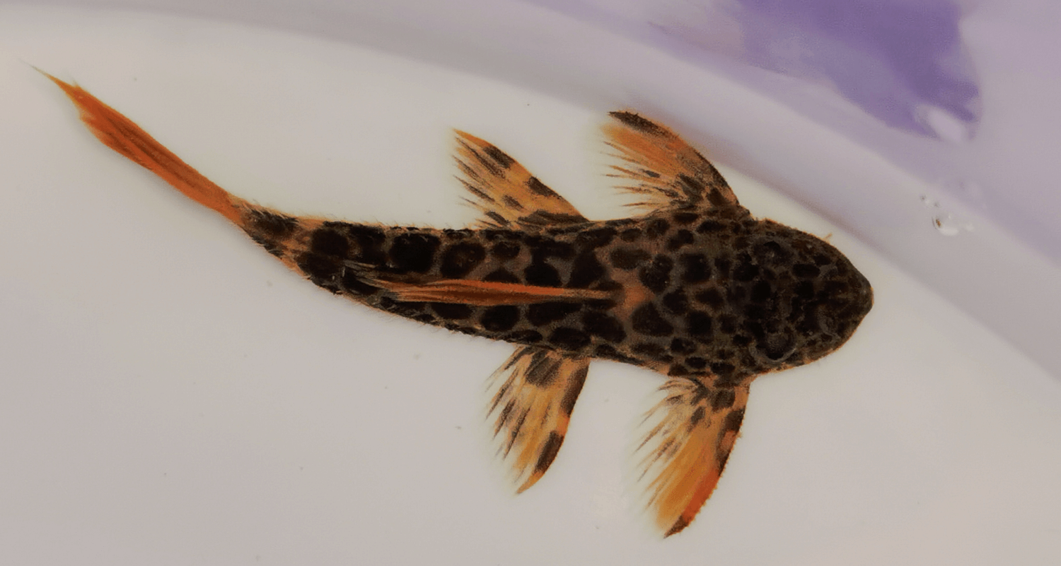 Pseudacanthicus leopardu l600 pleco cactus