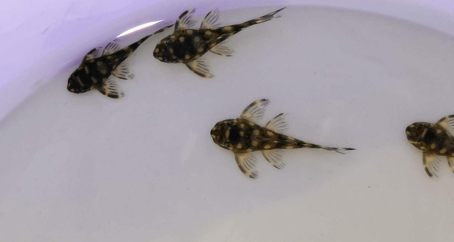 Hypancistrus sp. L471