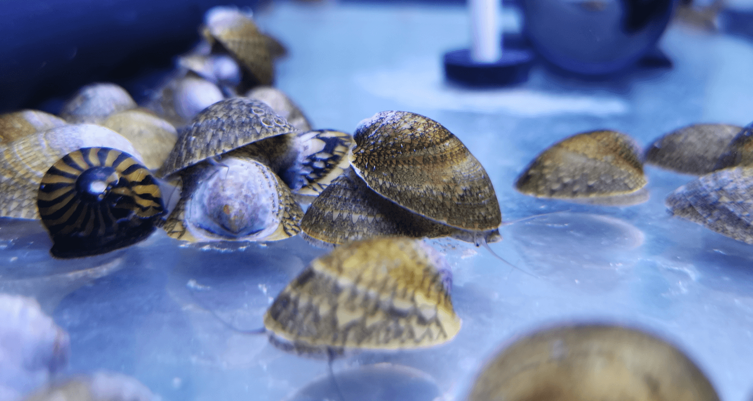 Septaria porcellana escargot mangeur d'algues