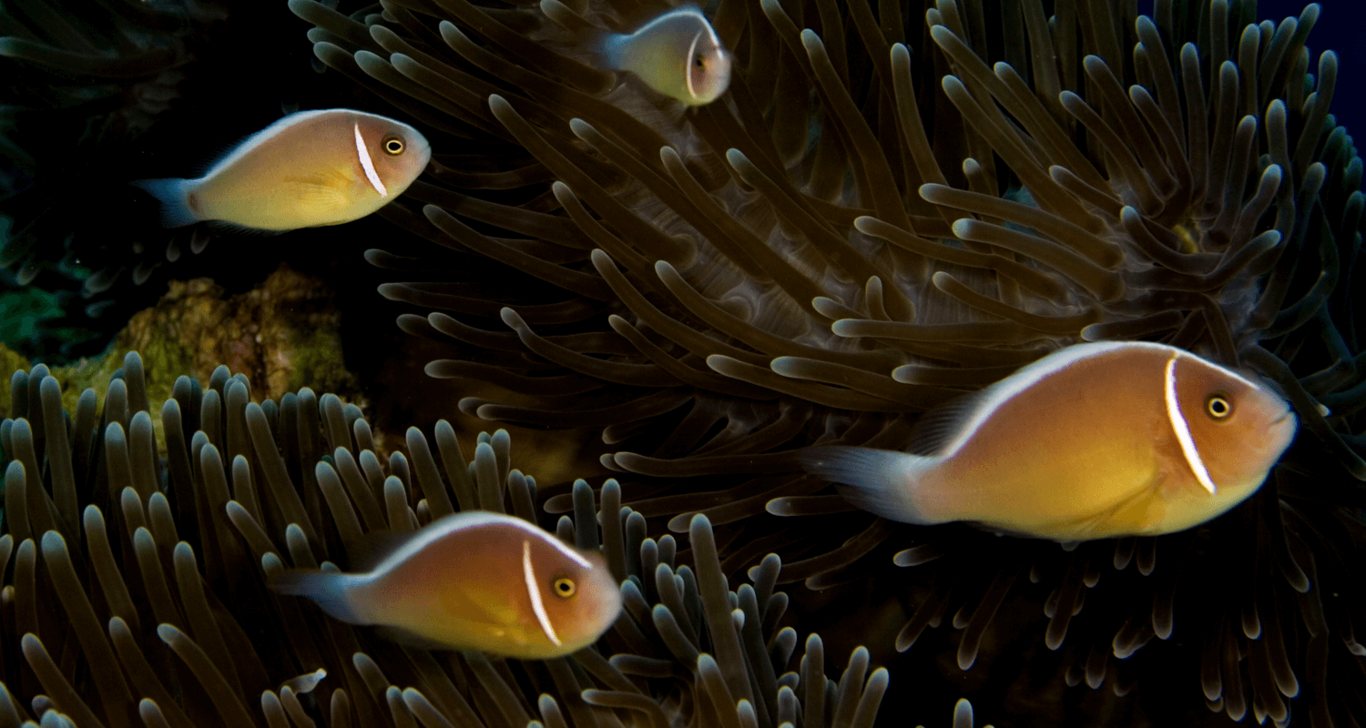 Amphiprion perideraion poisson clown à collier