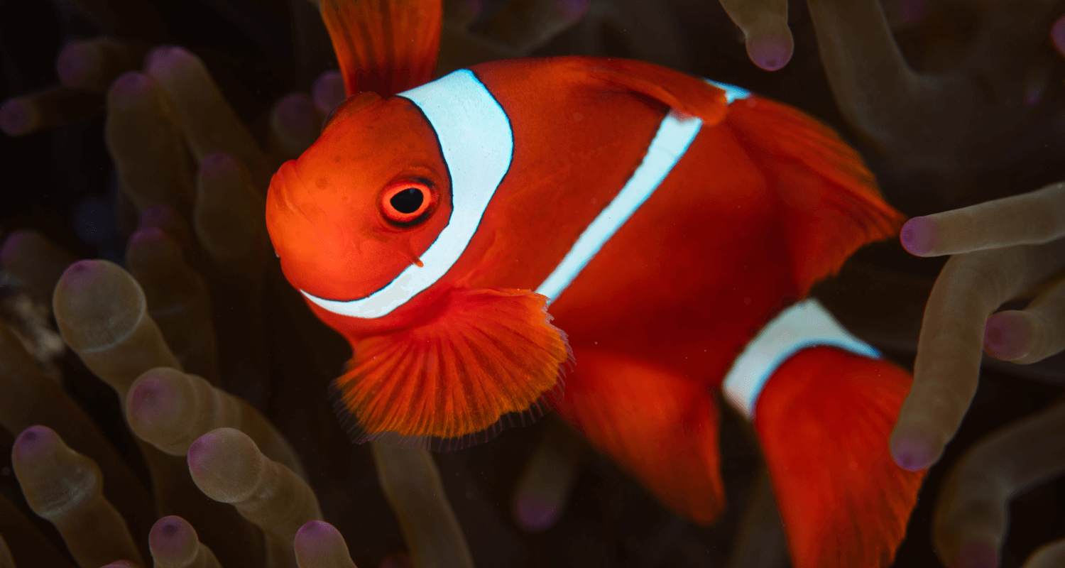 Premnas biaculeatus - poisson clown à joues épineuses