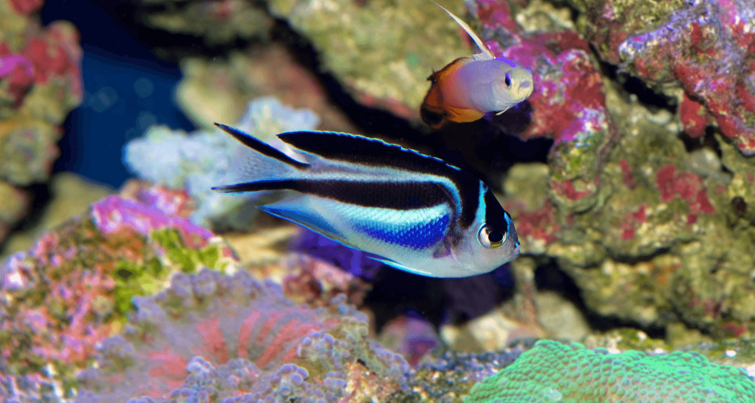 genicanthus bellus Poisson-ange lyre splendide femelle