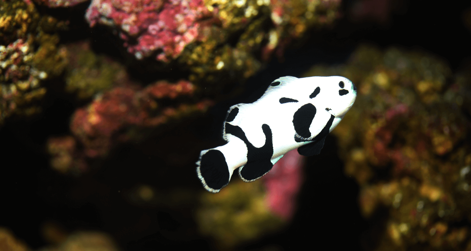 Amphiprion ocellaris black storm