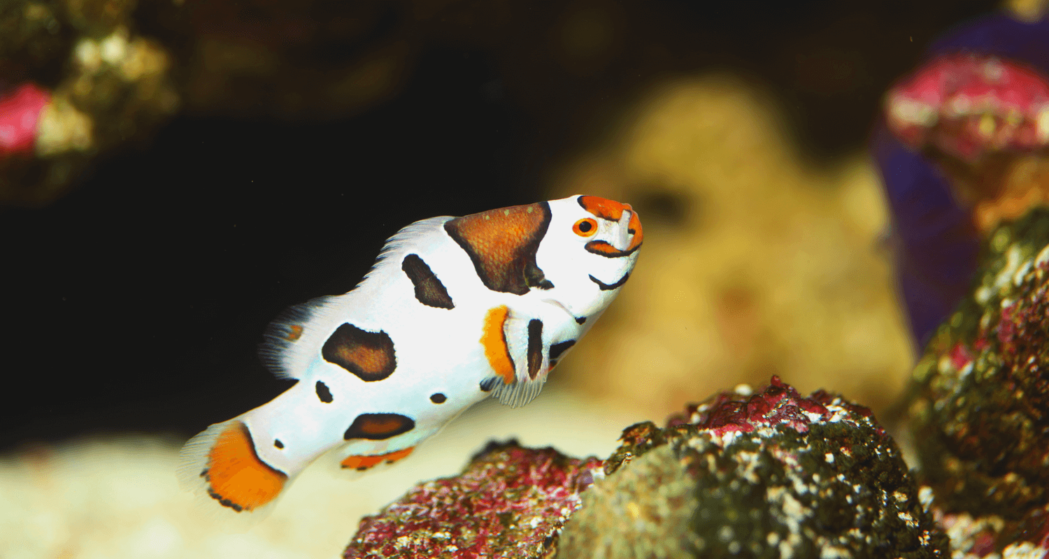 Amphiprion ocellaris orange storm