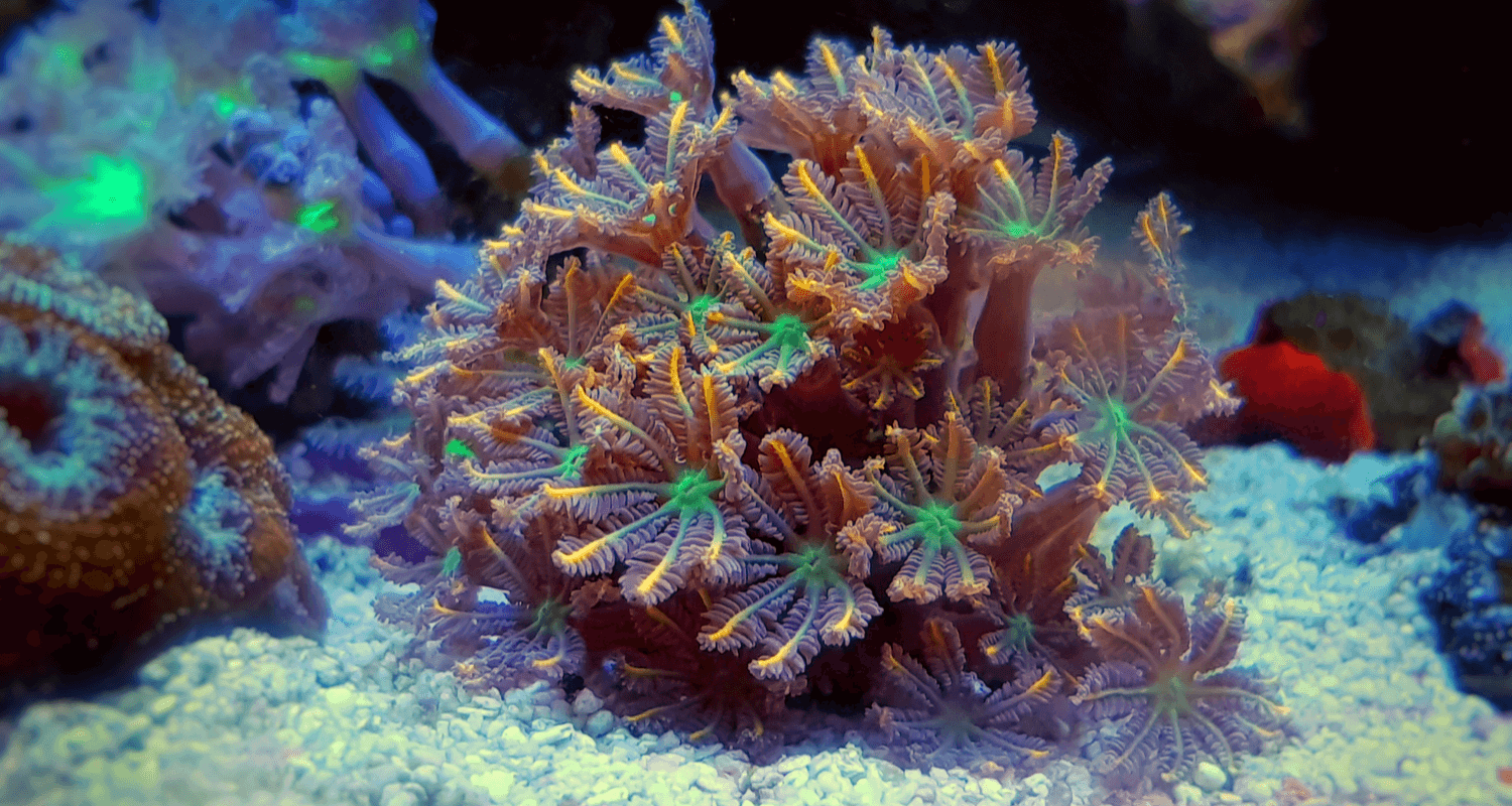 Clavularia sp. orange