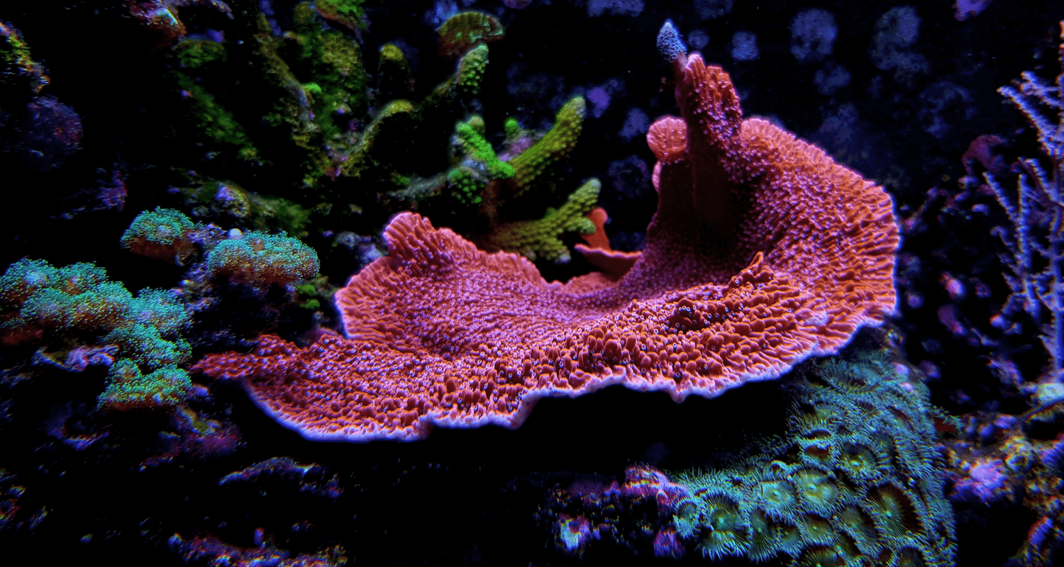 Montipora plateau rouge