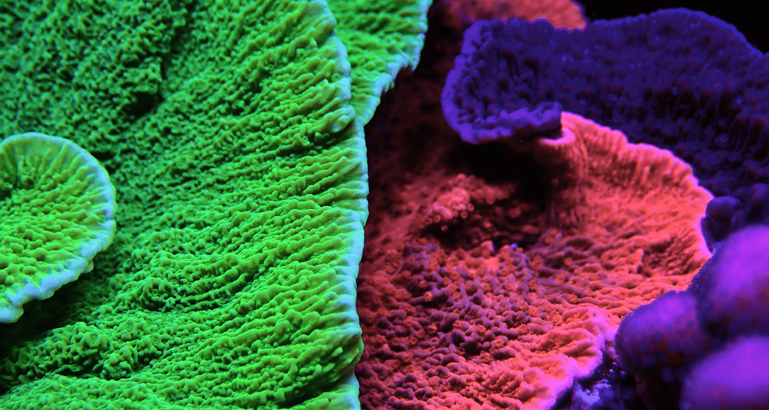 Montipora plateau rouge + vert