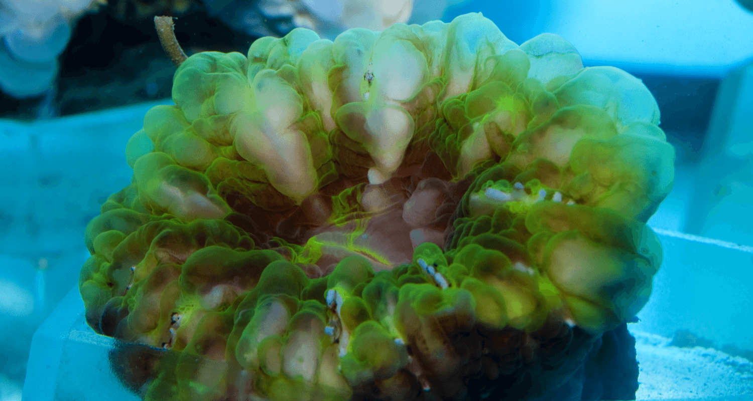 Cynarina lacrymalis green