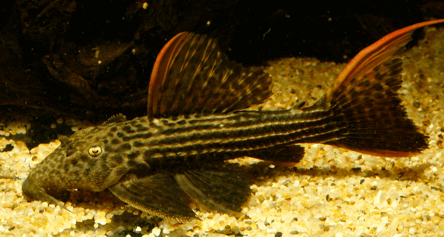 Pseudacanthicus pirarara L025 scarlet cactus pleco