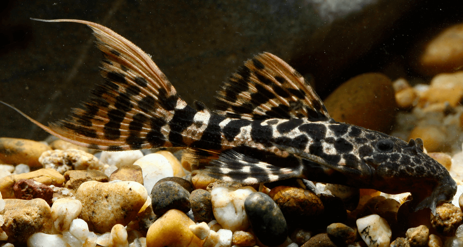 Pseudacanthicus sp. L273 4-6 cm - Titanicus Pleco (Elevage Taïwan)