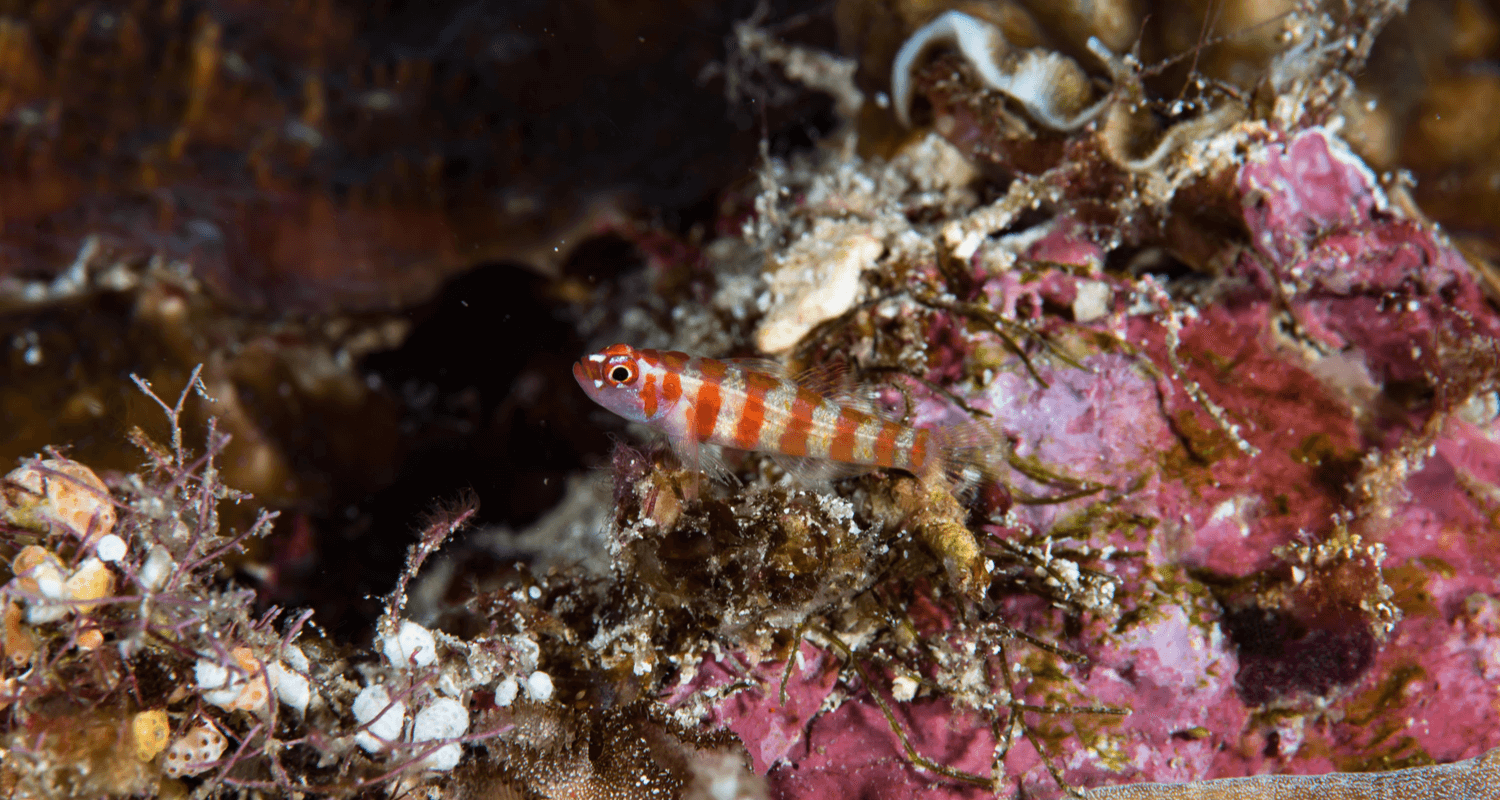 Trimma cana gobie à rayures rouges