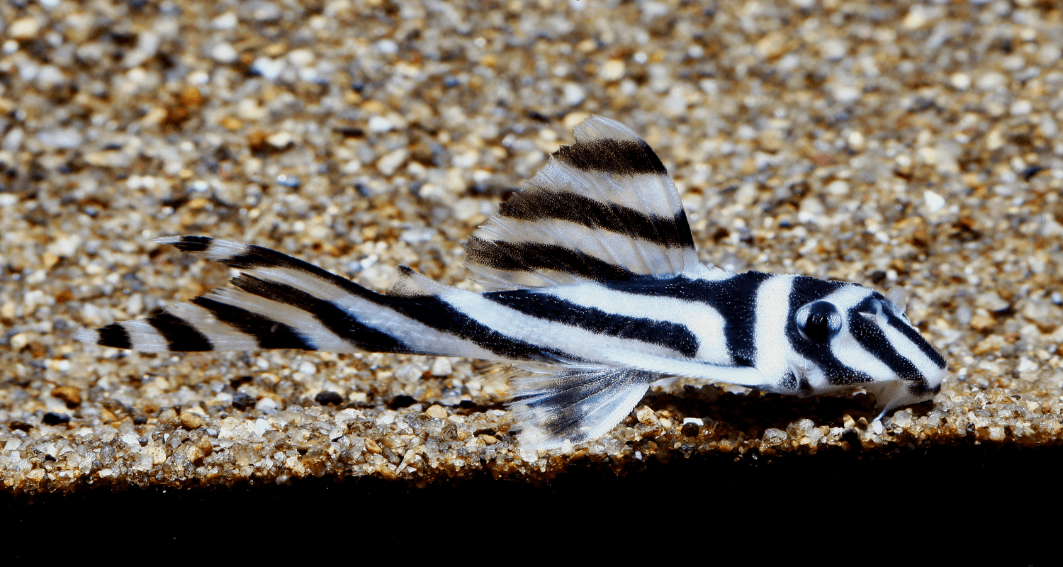 Hypancistrus zebra L046