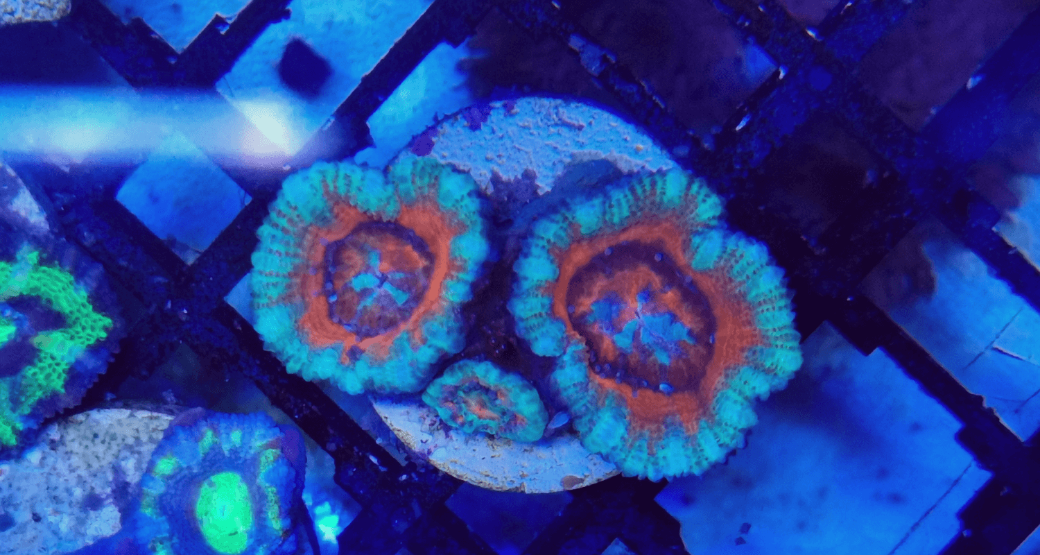 Acanthasrea sp bleu orange