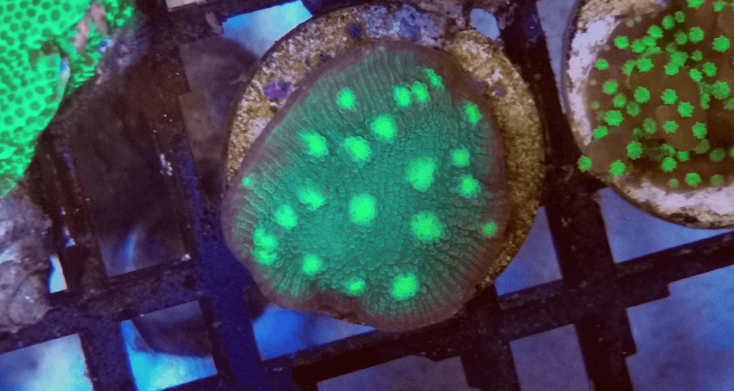Echinopora lamellosa green spot