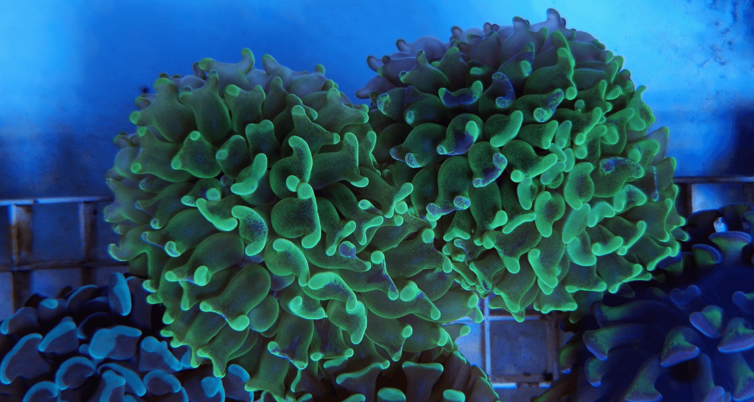 Euphyllia paraancora gree/yellow fluo