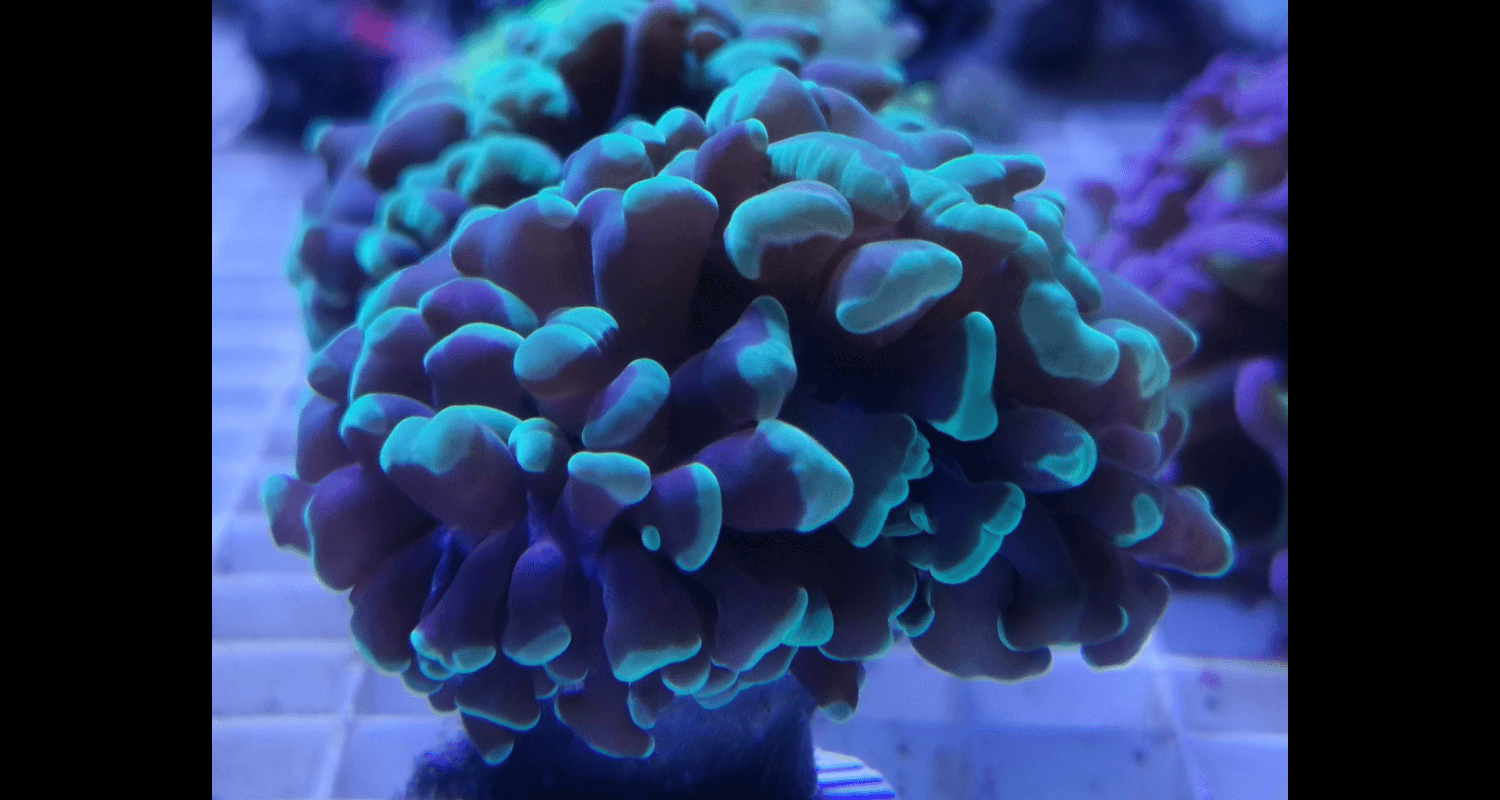 Euphyllia paraancora grenn/blue