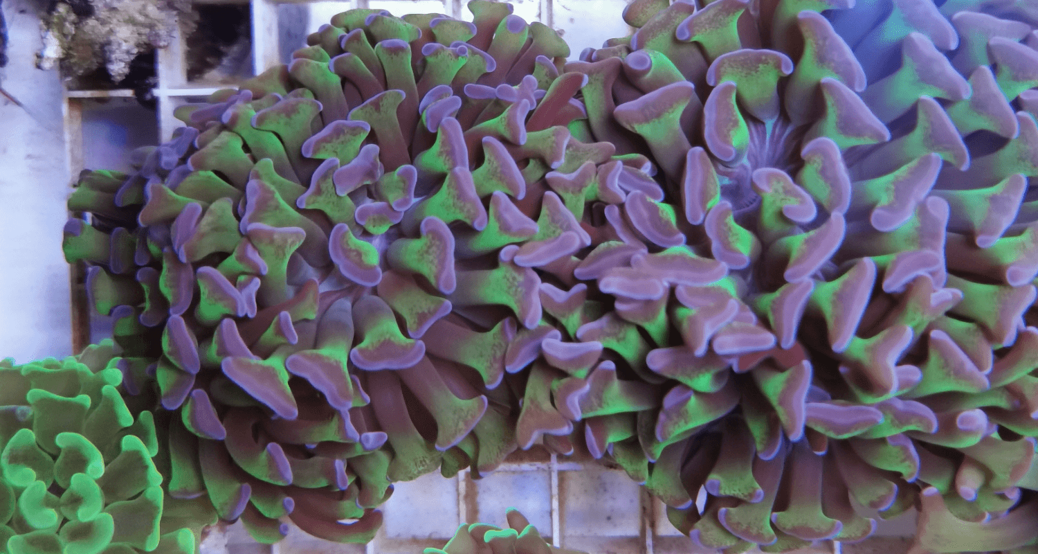 Euphyllia paraancora green reverse