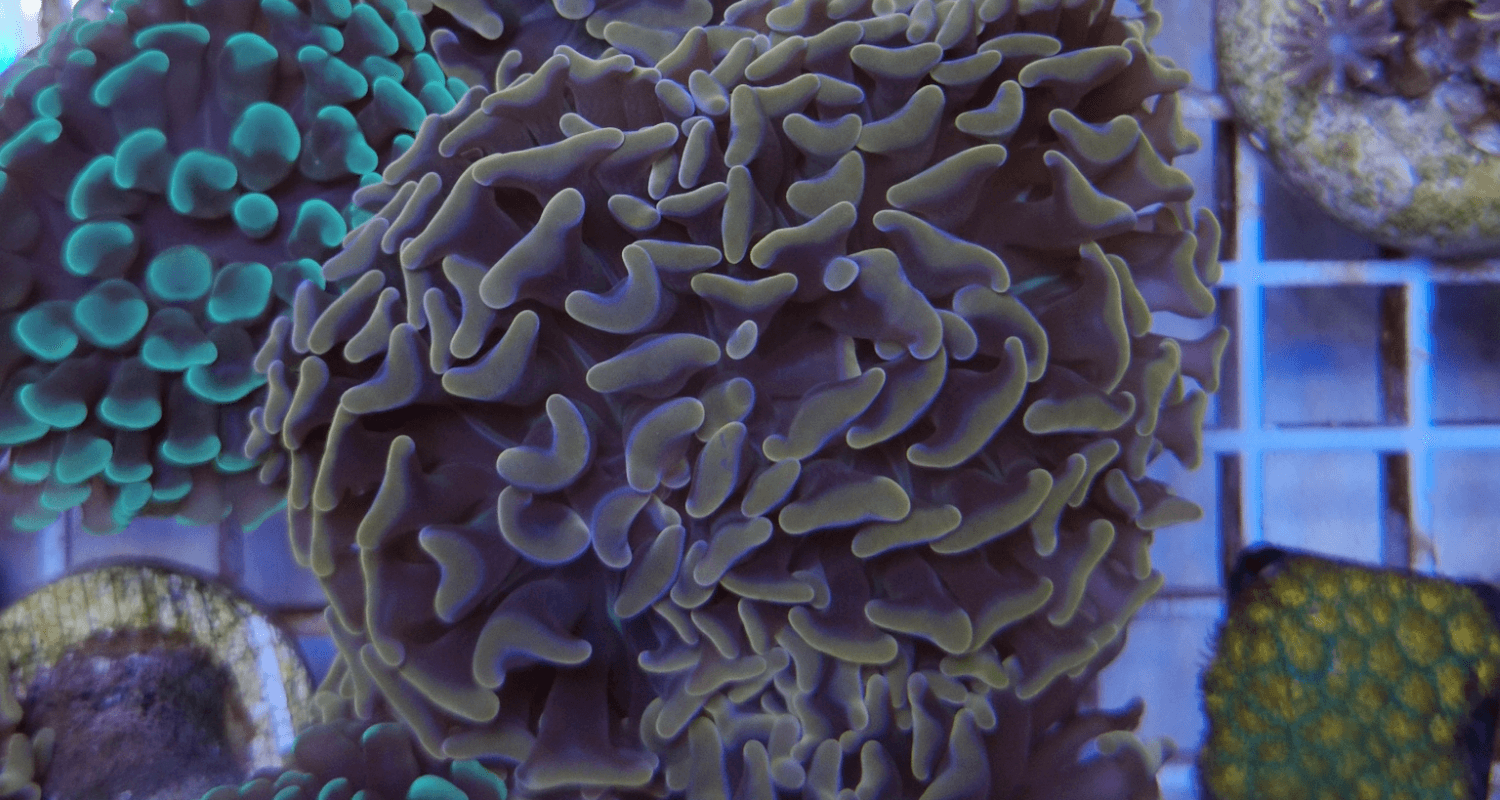 Euphyllia paraancora bronze