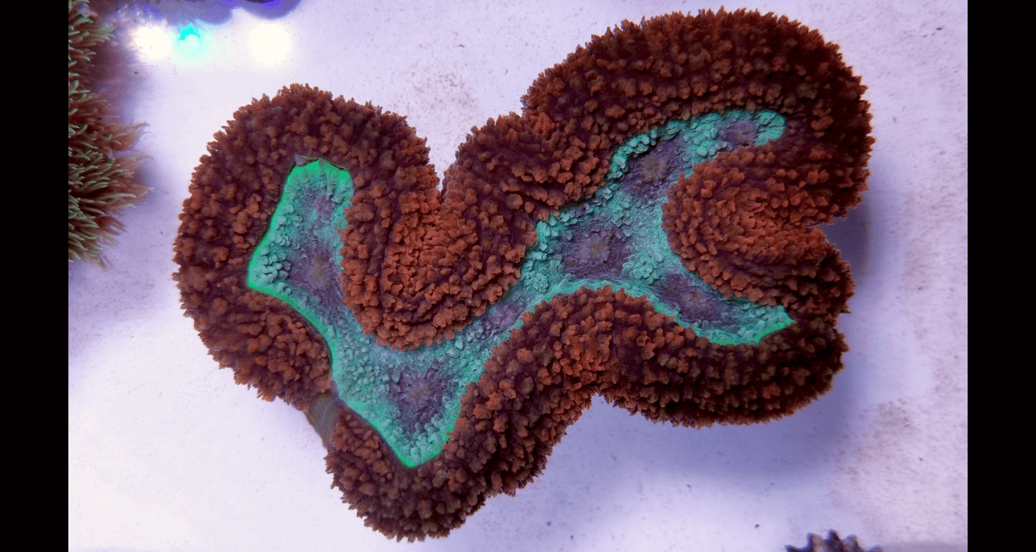 Lobophyllia sp. Bicolor ultra