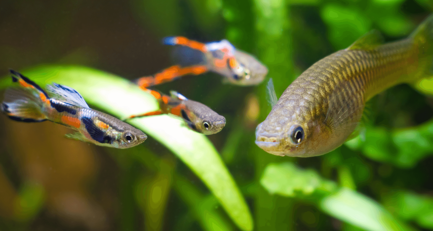 Guppy endler poecilia wingei mâle