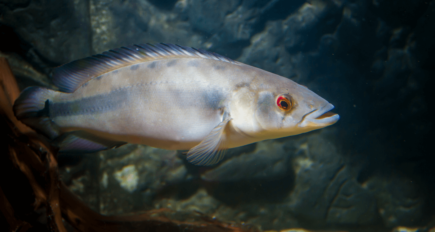 Crenicichla sp. Atabapo