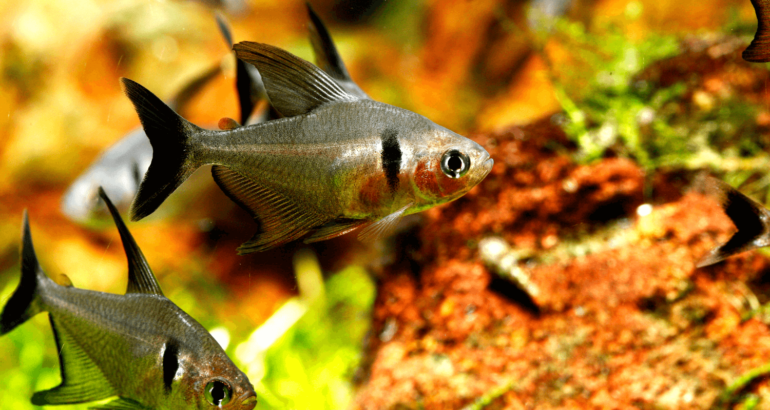 Hyphessobrycon megalopterus tetra fantome noir