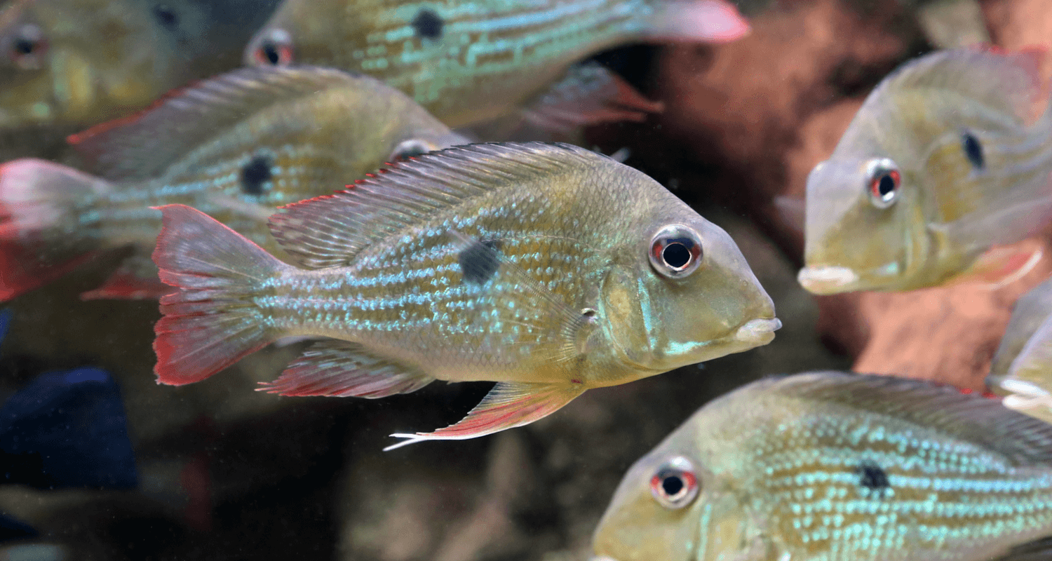 Geophagus winemilleri