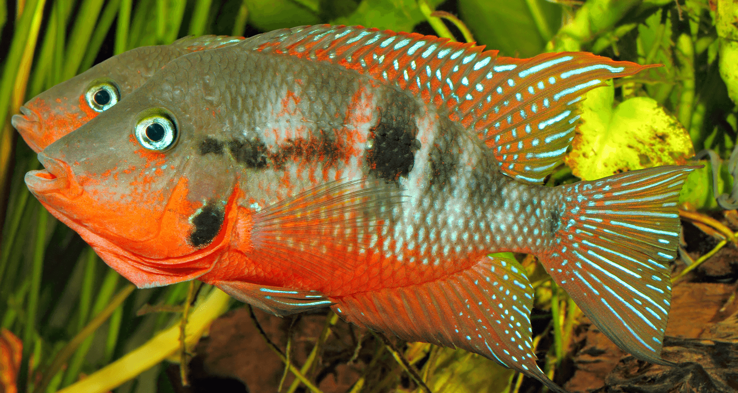 Thorichthys meeki cichlidé à gorge de feu cichlasoma meeki