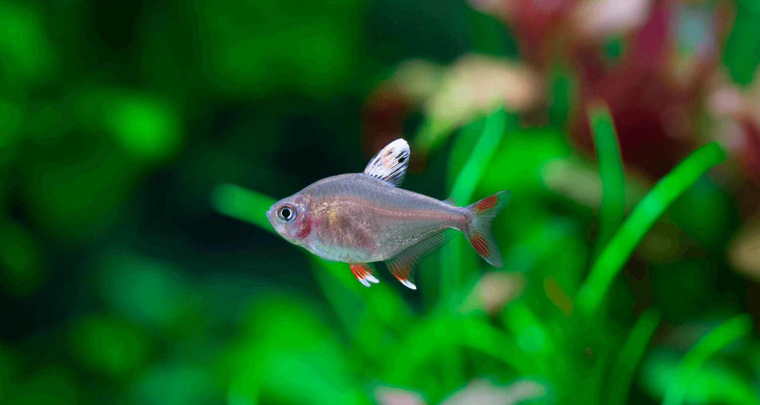 Hyphessobrycon bentosi white fin