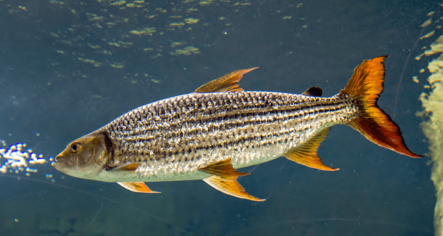 Hydrocynus vittatus - Poisson tigre africain