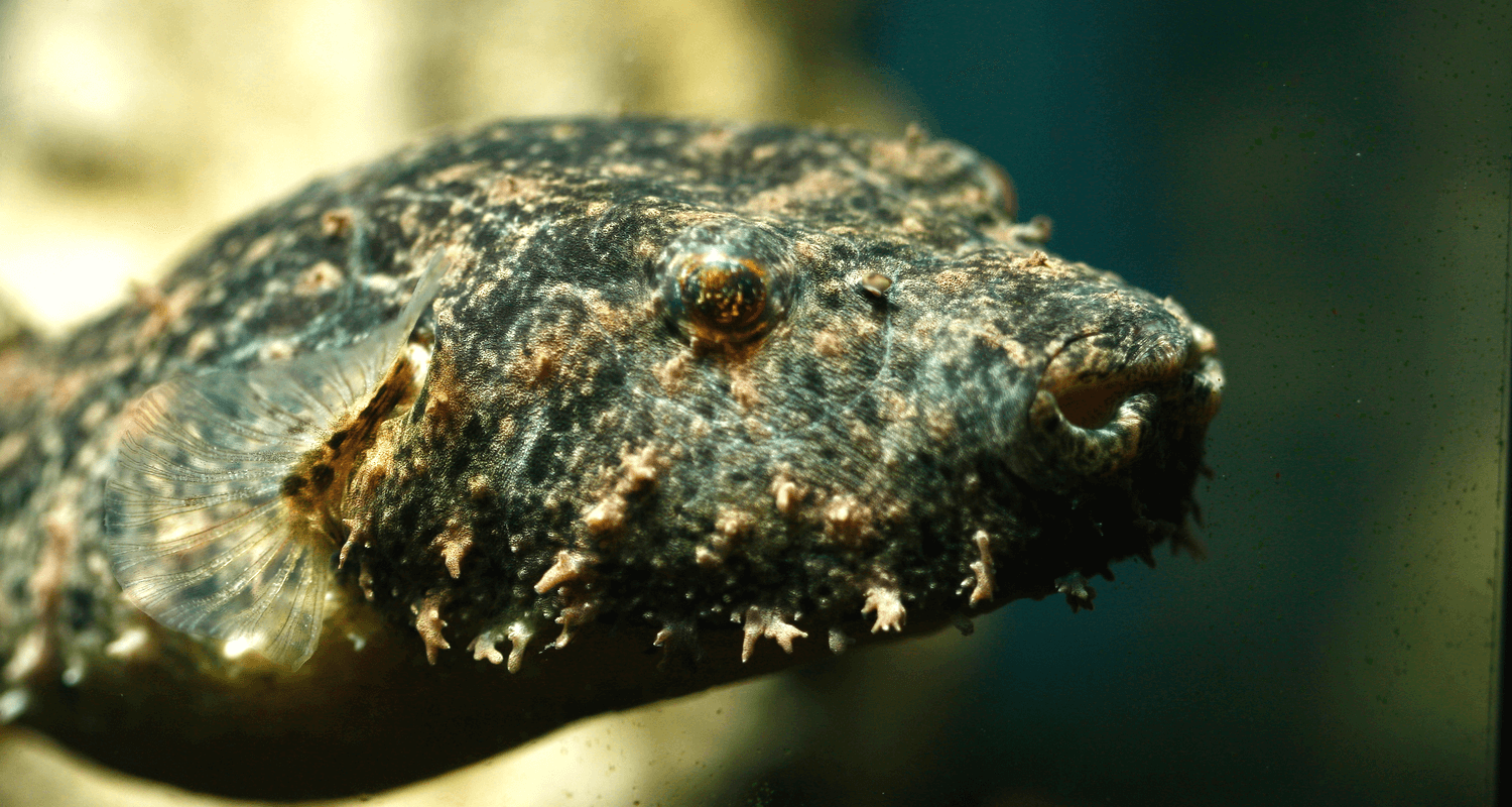 Pao (Tetraodon) baileyi - Poisson-globe velu 3-5cm (Elevage Taïwan)