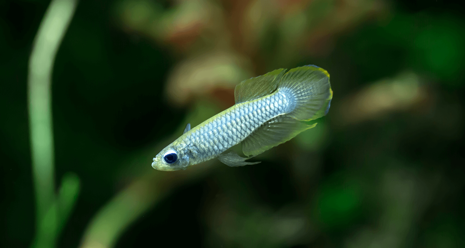 Aplocheilichthys normani - Killi aux yeux bleus