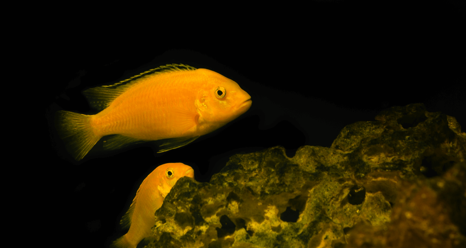 Labidochromis caeruleus yellow labido jaune