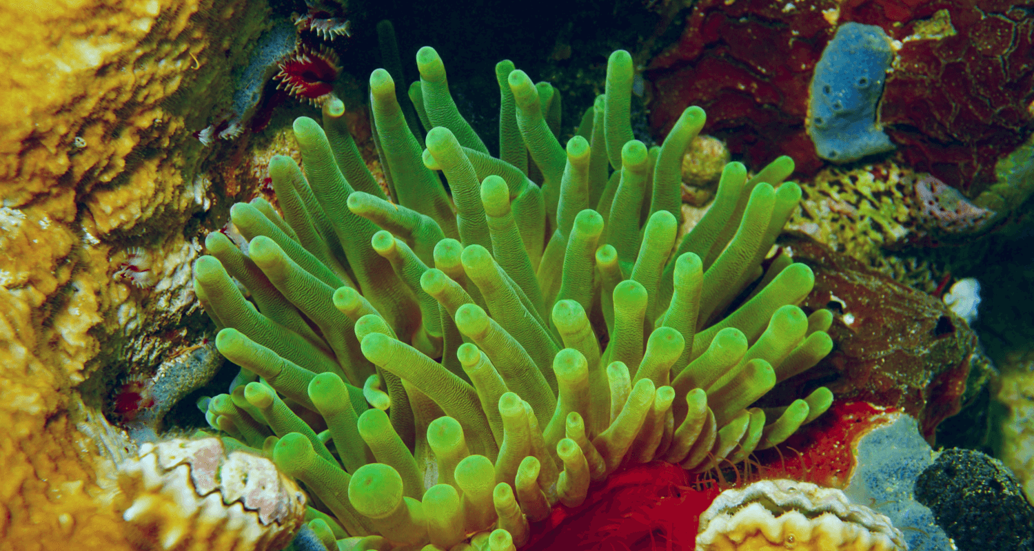 Condylactis gigantea green fluo vert fluo