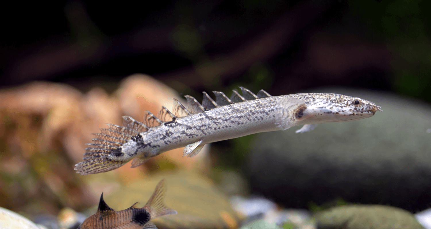 Polypterus delhezi Polyptère du Zaïre