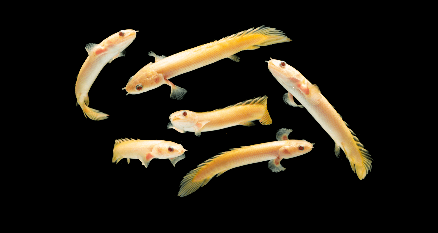 Polypterus senegalus albinos