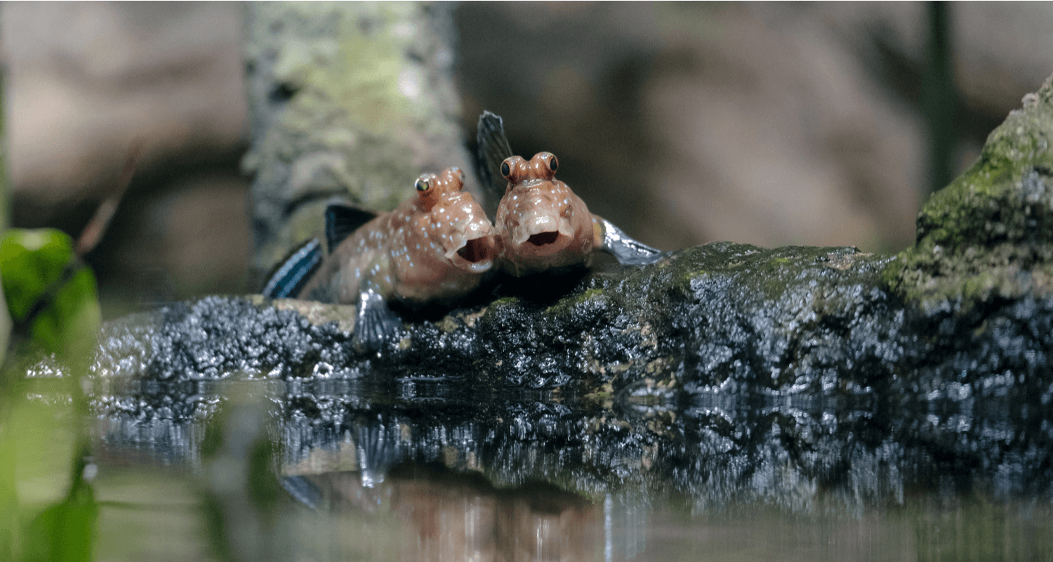 Periophthalmus barbarus poisson grenouille poisson sauteur