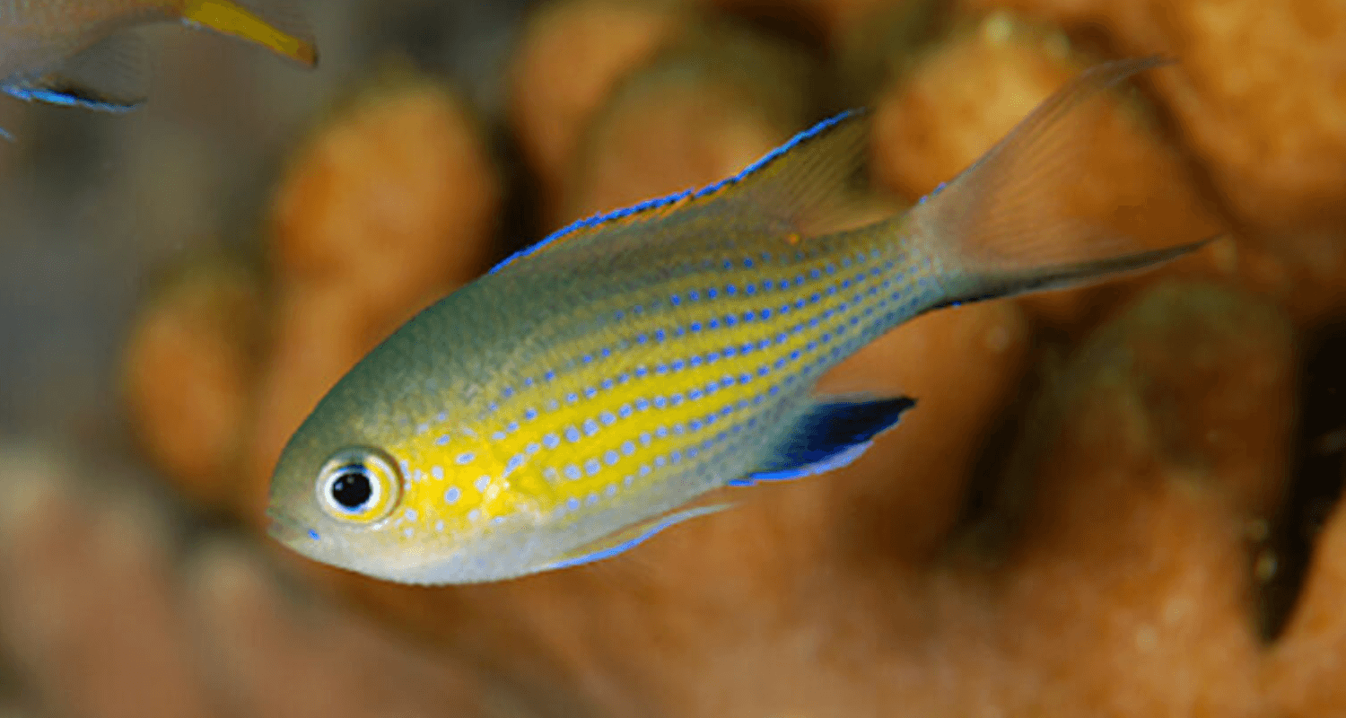 Chromis vanderbilti