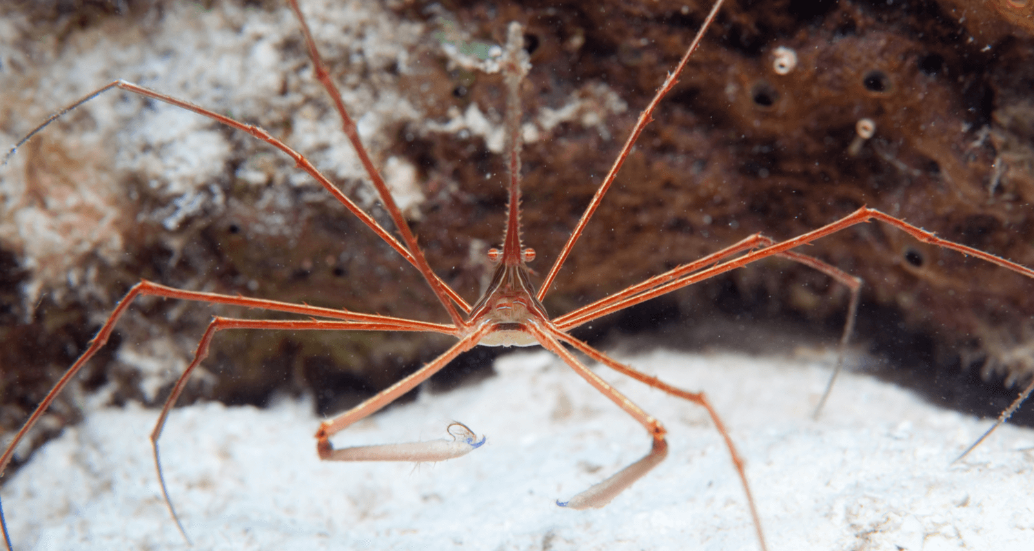 Stenorhynchus seticornis crabe flèche