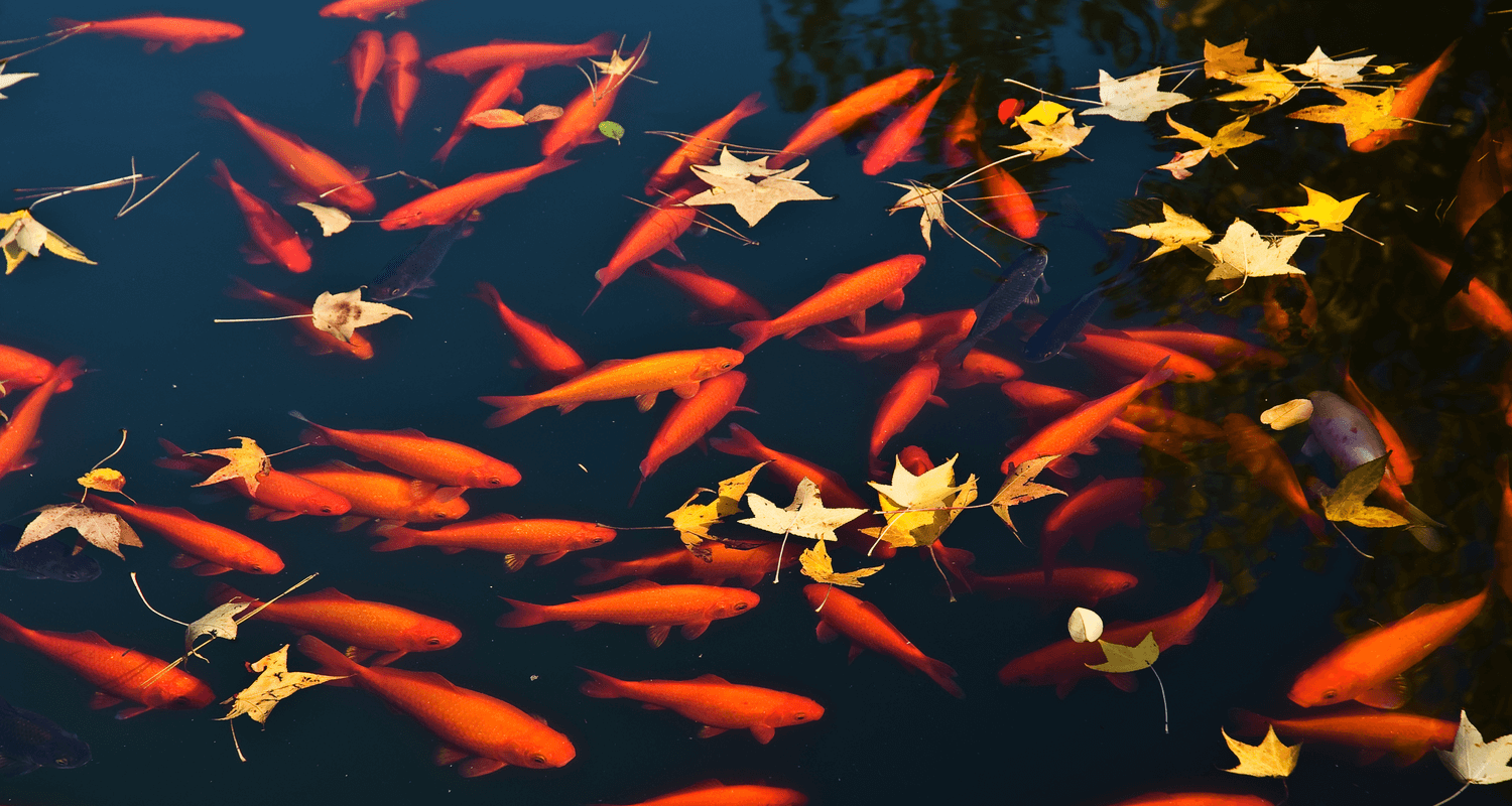 Carassius auratus poisson rouge